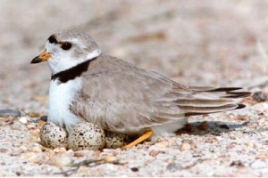 beach closures, endangered birds, piping plover
