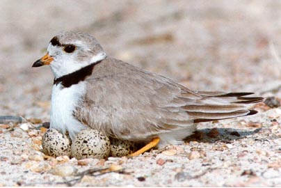 beach closures, endangered birds, piping plover