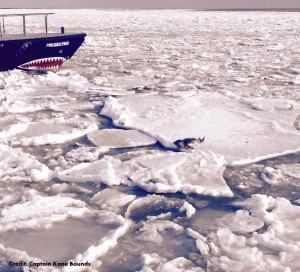seal, ice breakers, pilot ships, delaware bay ice pack, pancake ice, grease ice, delaware bay launch