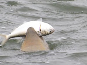 seal, masseys landing, bunker, inland bays, indianriver bay, rehoboth bay, long neck, delaware, sussex county