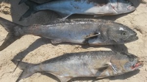 bluefish, chompers, gator blues, bills fishing report, cape henlopen, delaware seashore, sussex county, port mahon