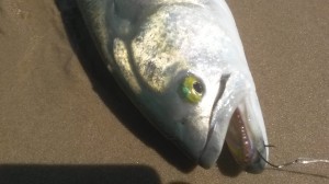 yellow eyed devil, bluefish teeth, chompers, gator blues, delaware , sussex county, broadkill beach, beach plum island state park