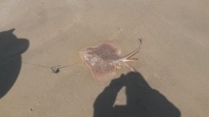 delaware state fish, skate, bunker chunks
