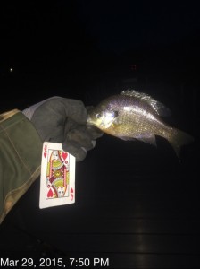 bluegill, pan fish, mispillion river, delaware fish, sussex county, fishing report, freshwater, sweet water