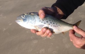 bunker, menhaden, spring run, dsf, delaware surf fishing, migratory fish, osprey, dolphins, raining gannets,