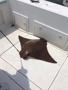 cwnose ray, sea bat, de bay big eye, sussex county, delaware, charter, head boat fishing, lewes, indian river marina