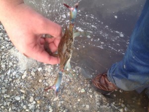blue claw crab, stemed crabs, rehoboth bay, assawoman bay, isle of wight bay, indian river bay, love creek, herring creek,