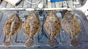 summer flounder, lewes canal, shiners, minnows, sussex county, delaware,