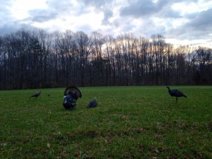 Turkey Decoys, delaware youth turkey hunting day
