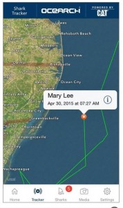 mary lee, ocearch, great white sharks, shark tracking, delaware, sussex county, assateague island state park