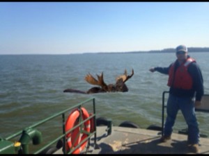 moose in chesapeake bay