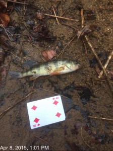 yellow perch, all species fishing tournament, delaware, sussex county, kent county, sweet water fishing,