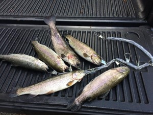 trout, rainbow, opening day in delaware, white clay creek,