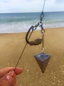 atlantic seahorse, surf fishing hitchhikers