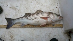 striped bass, rockfish, delaware river, bay, kent county, sussex county, bloodworms, bunker chunks, augustine beach, port penn, collins beach, cedar swamp