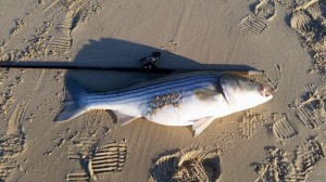 striped bass, rockfish, chesapeake bay, nanticoke river, bay fishing, spring run, prespawn bass,