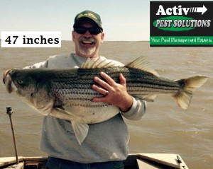 striped bass, delaware bay, delaware river, spawning grounds, collins beach, augustine beach, reedy point, yellow can, red can, bull penn,