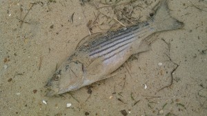 rockfish, rock the rocks, striped bass, poaching laws, indian river inlet, king of the striped bass, striper king,