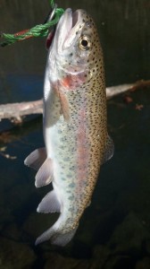 rainbow trout, white clay creek, delaware trout season, mill creek, Beaver Run, Brandywine creek, pike creek
