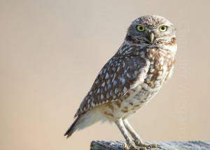 burrowing owl, all about birds, bombay hook wildlife preserve, delaware, sussex county, birding, Audubon society, bird watching