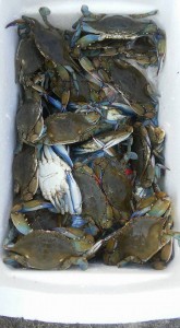blue crabs, indian river bay, delaware, sussex county, delmarva, crabbing, steamed crabs