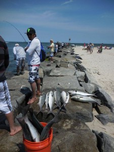 indian river inlet, IRI, delaware seashore state park, bluefish, jetty jockeys, rockpile,