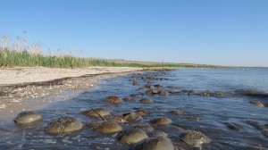 Spawning horseshoe crabs at Pickering Beach ... Photo credit James Blackstock