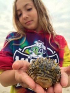 burrfish, delaware, sussex county