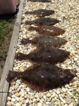 Flounder caught by Matt Pry