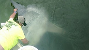 Corey Brossman maneuvering the Mola Mola from under his pontoon boat