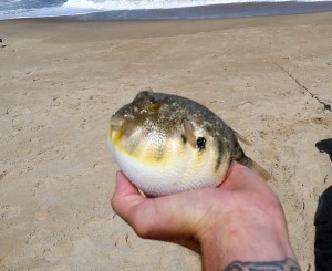 pufferfish, atlanic ocean fish, fishbites, surf fishing