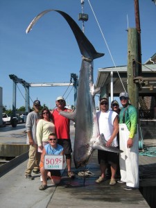thresher shark in lewes Delaware, anglers fishing center, lewes harbor marina,sussex county