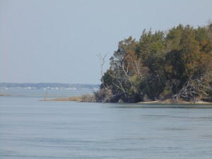 masseys ditch, sharks in rehoboth bay, inland bays, delaware, sussex county