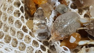 salps, sandfleas, mole crabs, delaware, sussex county, tunicates, invertebrates,