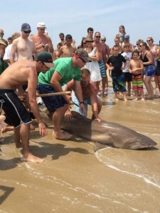 delaware shark fishing, prohibited sharks, surffihsing for sharks, sussex county, dnrec enforcement