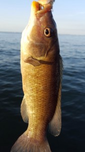 bergal, cunner fish, tautog, haystacks, delaware bay, sussex county