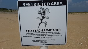Seabeach Amaranth sign, Cape Henlopen, delaware, sussex county, protected plants