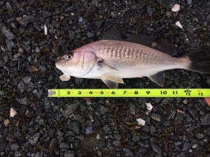 atlantic croaker, hard heads, rehoboth bay, the pipes, delaware seashore state park, jigging with gulp