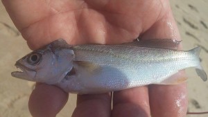 sand perch, surf fishing, delaware, sussex county,cape henlopen state park