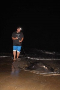 whip tial ray, surf fihsing at night, delaware, sussex county, kevin baldwin, delaware seashore state park, conquest beach