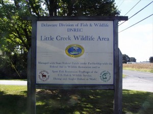 Little Creek Wildlife area, delaware, kent county, cedar swamp