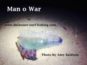 blue bottle, man o war, delaware, sussex county