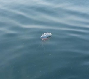 delaware beaches, sussex county, man o war, tunicates, salps
