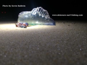 delaware, sussex county, man o war, blue bottle, jellyfish stings,