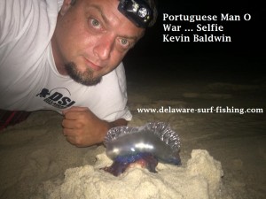 portuguese man o war, delaware, sussex county, coin beach, faithful steward, savages ditch, DSSP, ddelaware seashore state park, blue bottle