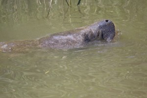 C&D canal, delaware river, chesapeak bay, kent county, manatee indelaware, dnrec enforcement