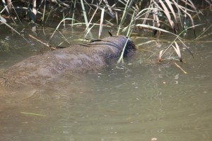 Manatee, Delaware, kent county, sussex county,