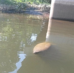 manatee, delaware river, crosswicks creek, bordentown marina, new jersey