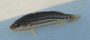 striped mummichug, killifish, mummy, sussex county, delaware, baitfish, inland bays, indian river bay, rehoboth bay, flounder bait
