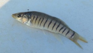 killifish, inland bays, delaware, sussex county, bait fish, minnows, mummichog, mummy, rehoboth bay, indian river bay, party beach